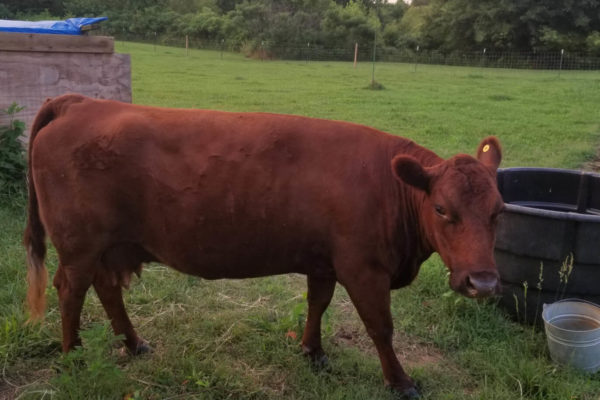 dexter-cow